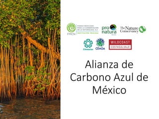 Factibilidad del carbono azul y oportunidades de financiamiento