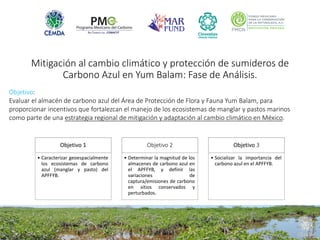 Factibilidad del carbono azul y oportunidades de financiamiento