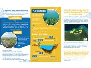 Factibilidad del carbono azul y oportunidades de financiamiento