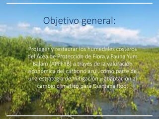 Factibilidad del carbono azul y oportunidades de financiamiento