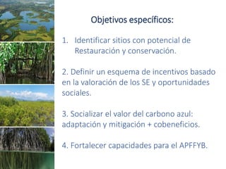 Factibilidad del carbono azul y oportunidades de financiamiento