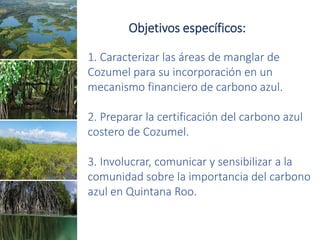 Factibilidad del carbono azul y oportunidades de financiamiento