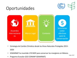 Factibilidad del carbono azul y oportunidades de financiamiento