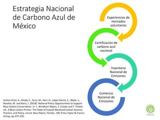 Factibilidad del carbono azul y oportunidades de financiamiento