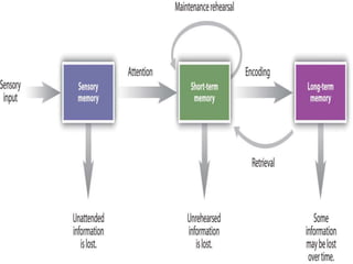Memory and Cognition | PPTX