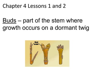 Chapter 4 Lessons 1 and 2

Buds – part of the stem where
growth occurs on a dormant twig
 