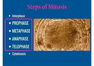 Steps of Mitosis
• Interphase
• PROPHASE
• METAPHASE
• ANAPHASE
• TELOPHASE
• Cytokinesis
 
