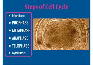 Steps of Cell Cycle
• Interphase
• PROPHASE
• METAPHASE
• ANAPHASE
• TELOPHASE
• Cytokinesis
 