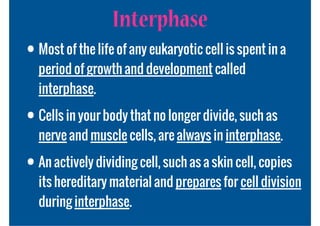 Interphase
• Most of the life of any eukaryotic cell is spent in a
  period of growth and development called
  interphase.

• Cells in your body that no longer divide, such as
  nerve and muscle cells, are always in interphase.

• An actively dividing cell, such as a skin cell, copies
  its hereditary material and prepares for cell division
  during interphase.
 