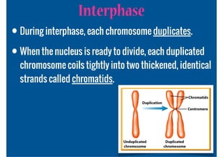 Interphase
• During interphase, each chromosome duplicates.
• When the nucleus is ready to divide, each duplicated
  chromosome coils tightly into two thickened, identical
  strands called chromatids.
 