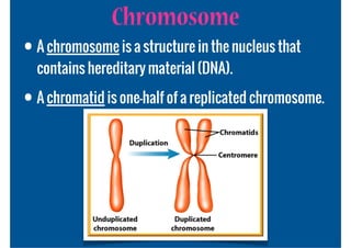 Chromosome
• A chromosome is a structure in the nucleus that
  contains hereditary material (DNA).

• A chromatid is one-half of a replicated chromosome.
 