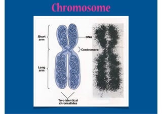 Chromosome
 