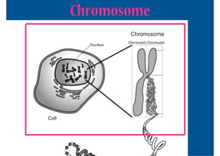 Chromosome
 