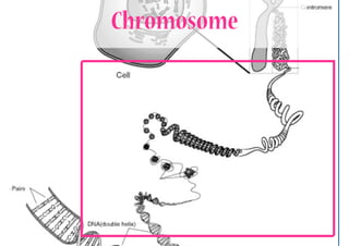 Chromosome
 