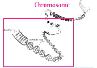 Chromosome
 