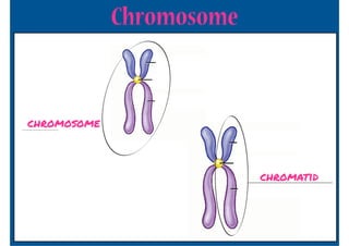 Chromosome


  chromosome
_________________




                                 chromatid
 