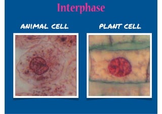Interphase
animal cell     plant cell
 