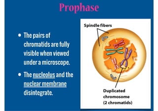 Prophase

• The pairs of
  chromatids are fully
  visible when viewed
  under a microscope.

• The nucleolus and the
  nuclear membrane
  disintegrate.
 