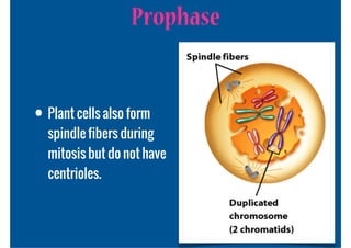 Prophase


• Plant cells also form
  spindle fibers during
  mitosis but do not have
  centrioles.
 