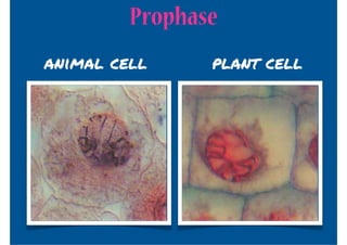 Prophase
animal cell     plant cell
 