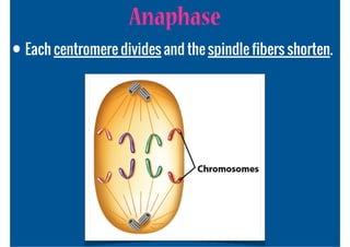 Anaphase
• Each centromere divides and the spindle fibers shorten.
 