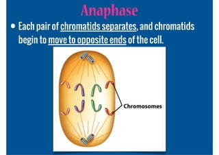 Anaphase
• Each pair of chromatids separates, and chromatids
  begin to move to opposite ends of the cell.
 