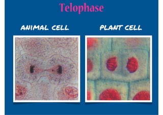 Telophase
animal cell     plant cell
 