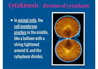 Cytokinesis - division of cytoplasm

• In animal cells, the
  cell membrane
  pinches in the middle,
  like a balloon with a
  string tightened
  around it, and the
  cytoplasm divides.
 