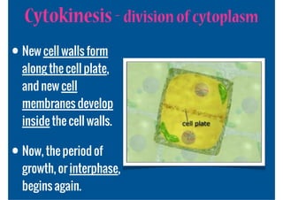 Cytokinesis - division of cytoplasm
• New cell walls form
  along the cell plate,
  and new cell
  membranes develop
  inside the cell walls.

• Now, the period of
  growth, or interphase,
  begins again.
 