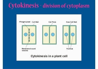 Cytokinesis - division of cytoplasm
 