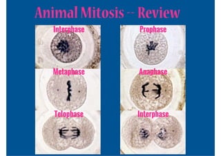 Animal Mitosis -- Review
   Interphase    Prophase




  Metaphase      Anaphase




   Telophase    Interphase
 