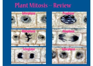 Plant Mitosis -- Review
   Interphase      Prophase




  Metaphase        Anaphase




   Telophase       Interphase
 