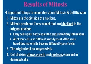 Results of Mitosis
4 important things to remember about Mitosis & Cell Division
1. Mitosis is the division of a nucleus.
2. Mitosis produces 2 new nuclei that are identical to the
   original nucleus
   • Every cell in your body copies the same hereditary information.
   • All of your cells use different parts (genes) of the same
      hereditary material to become different types of cells.
3. The original cell no longer exists.
4. Cell division allows growth and replaces worn out or
   damaged cells.
 