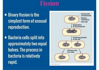Fission
• Binary fission is the
  simplest form of asexual
  reproduction.

• Bacteria cells split into
  approximately two equal
  halves. The process in
  bacteria is relatively
  rapid.
 