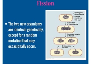 Fission

• The two new organisms
  are identical genetically,
  except for a random
  mutation that may
  occasionally occur.
 