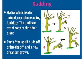 Budding
• Hydra, a freshwater
  animal, reproduces using
  budding. The bud is an
  exact copy of the adult
  plant.

• Part of the adult buds off,
  or breaks off, and a new
  organism grows.
 