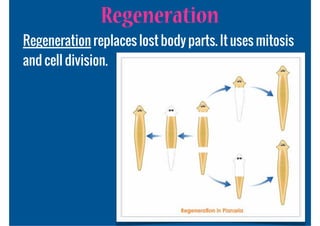 Regeneration
Regeneration replaces lost body parts. It uses mitosis
and cell division.
 