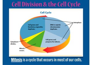 Cell Division & the Cell Cycle




Mitosis is a cycle that occurs in most of our cells.
 