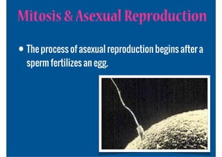 Mitosis & Asexual Reproduction
• The process of asexual reproduction begins after a
  sperm fertilizes an egg.
 