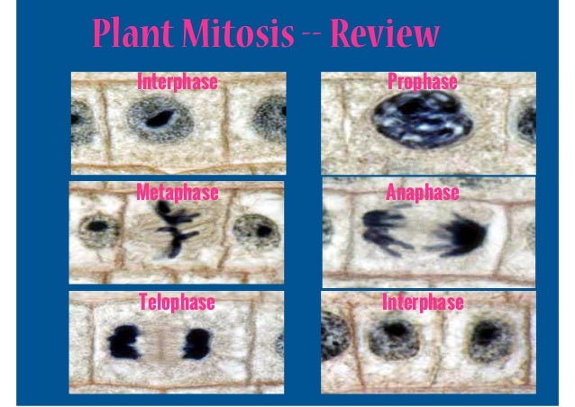 Cell Division and Mitosis (4.1)