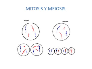 MITOSIS Y MEIOSIS 
