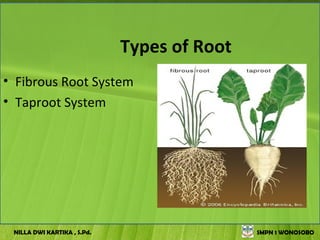 Types of Root
• Fibrous Root System
• Taproot System




 NILLA DWI KARTIKA , S.Pd.                   SMPN 1 WONOSOBO
 