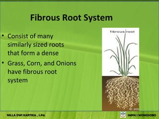 Fibrous Root System
• Consist of many
  similarly sized roots
  that form a dense
• Grass, Corn, and Onions
  have fibrous root
  system



 NILLA DWI KARTIKA , S.Pd.            SMPN 1 WONOSOBO
 