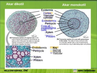 Akar dikotil                                                                   Akar monokotil
                                                         Epidermis
                                                           Cortex
                                                           Vascular
                                                           cylinder
                                                          Endodermis
                                                             Pericycle
                                                         Core of
                                                         parenchyma
                                                         cells
                                                             Xylem
                                        100 µm
     (a) Transverse section of a typical root. In the        Phloem                                                100 µm
        roots of typical gymnosperms and eudicots, as                    (b) Transverse section of a root with parenchyma
        well as some monocots, the stele is a vascular                      in the center. The stele of many monocot roots
        cylinder consisting of a lobed core of xylem                        is a vascular cylinder with a core of parenchyma
        with phloem between the lobes.                                      surrounded by a ring of alternating xylem and phloem.

                                          Endodermis               Key
                                          Pericycle                Dermal
                                                                   Ground
                                                                   Vascular
                                            Xylem
                                            Phloem


                    50 µm
NILLA DWI KARTIKA , S.Pd.                                                                                 SMPN 1 WONOSOBO
 