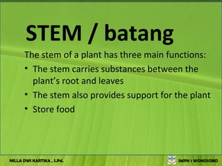 STEM / batang
      The stem of a plant has three main functions:
      • The stem carries substances between the
        plant’s root and leaves
      • The stem also provides support for the plant
      • Store food




NILLA DWI KARTIKA , S.Pd.                  SMPN 1 WONOSOBO
 
