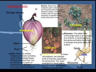Modified Stems                          Stolons. Shown here on a
                                        strawberry plant, stolons
                                 (a)    are horizontal stems that grow
                                        along the surface. These “runners”
Storage leaves                          enable a plant to reproduce
                                        asexually, as plantlets form at
                                        nodes along each runner.




                                                                                STROBERI

              BRAMBANG
                                                                    (d)   Rhizomes. The edible base
                                                                          of this ginger plant is an example
                                                                          of a rhizome, a horizontal stem
                                                                          that grows just below the surface
                                                                          or emerges and grows along the
       Stem                                                               surface.
                                               KENTANG                                Node
        Root
 (b) Bulbs.Bulbs are vertical,         (c)   Tubers. Tubers, such as these        JAHE
   underground shoots consisting             red potatoes, are enlarged
   mostly of the enlarged bases              ends of rhizomes specialized
   of leaves that store food. You            for storing food. The “eyes”
   can see the many layers of                arranged in a spiral pattern Rhizome
   modified leaves attached                  around a potato are clusters
   to the short stem by slicing an           of axillary buds that mark         Root
   onion bulb lengthwise.                    the nodes.
 