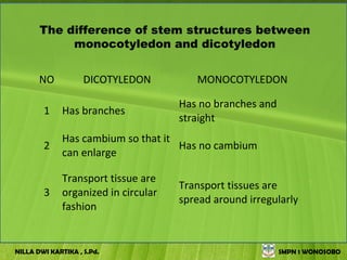 The difference of stem structures between
            monocotyledon and dicotyledon


       NO           DICOTYLEDON          MONOCOTYLEDON

                                      Has no branches and
        1     Has branches
                                      straight
              Has cambium so that it
        2                            Has no cambium
              can enlarge

              Transport tissue are
                                      Transport tissues are
        3     organized in circular
                                      spread around irregularly
              fashion


NILLA DWI KARTIKA , S.Pd.                                   SMPN 1 WONOSOBO
 