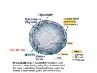 PhloemXylem
              Sclerenchyma                              Ground tissue
              (fiber cells)                             connecting
                                                        pith to cortex




                                                            Pith

STRUKTUR BATANG DIKOTIL                                            Key
              Epidermis                            Cortex          Dermal
                          Vascular                                 Ground
                                               1 mm
                          bundle                                   Vascular
  ## A eudicot stem. A eudicot stem (sunflower), with
  vascular bundles forming a ring. Ground tissue toward
  the inside is called pith, and ground tissue toward the
  outside is called cortex. (LM of transverse section)
 