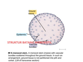 Ground
                     tissue




         Epidermis


STRUKTUR BATANG MONOKOTIL
                      Vascular
                      bundles

## A monocot stem. A monocot stem (maize) with vascular
bundles scattered throughout the ground tissue. In such an
arrangement, ground tissue is not partitioned into pith and
cortex. (LM of transverse section)
 