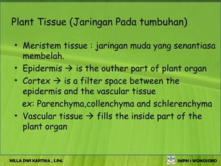 Plant Tissue (Jaringan Pada tumbuhan)

  • Meristem tissue : jaringan muda yang senantiasa
    membelah.
  • Epidermis  is the outher part of plant organ
  • Cortex  is a filter space between the
    epidermis and the vascular tissue
    ex: Parenchyma,collenchyma and schlerenchyma
  • Vascular tissue  fills the inside part of the
    plant organ


NILLA DWI KARTIKA , S.Pd.                SMPN 1 WONOSOBO
 